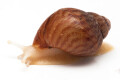 Achatina achatina achatina Nigeria F1 typ 2b albino body juvenil
